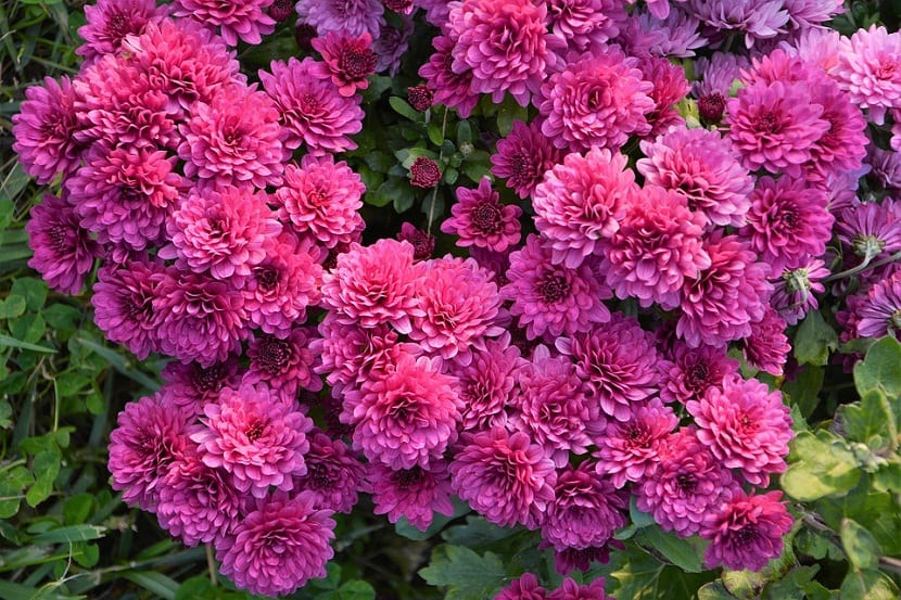 Capítulos amarillos de Chrysanthemum segetum