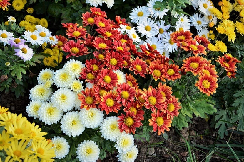 Chrysanthemum segetum: características, cuidados y usos