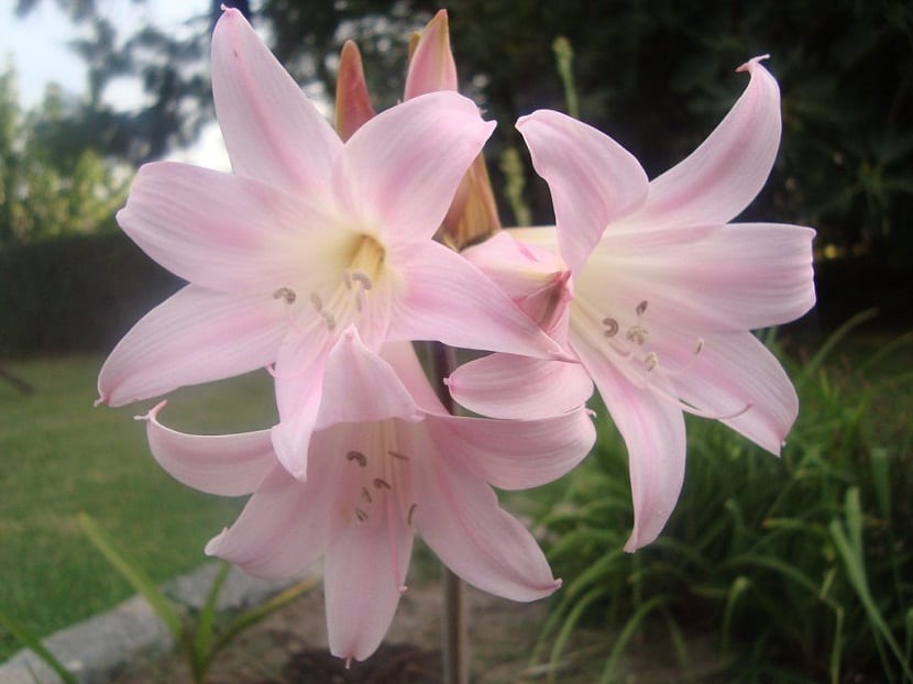 Amaryllis belladonna o azucena rosa: cultivo y cuidados