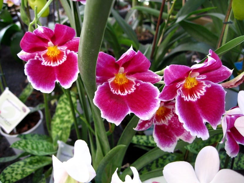 Orquídeas en floración