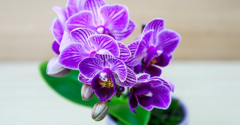 Riego correcto de una orquídea por inmersión