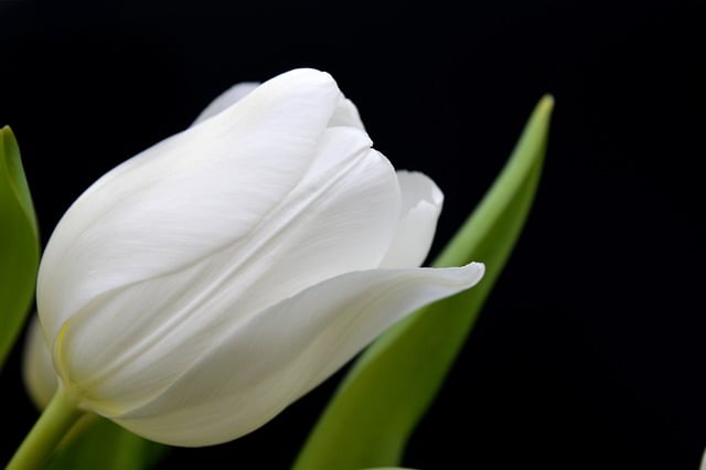 Características del tulipán: flor, bulbo y grupos