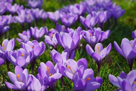 Flores de Crocus sativus con los estigmas rojos visibles