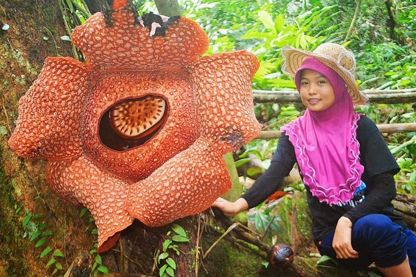 Rafflesia o flor cadáver: características de la flor más grande