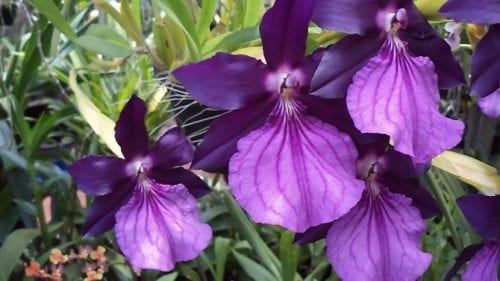 Flor de Miltonia moreliana de color vinoso con labelo rosado