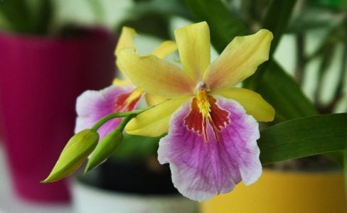 Detalle de la flor de una Miltonia