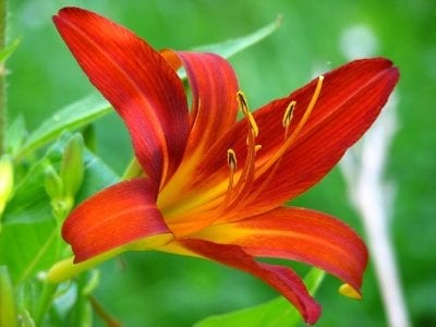 Flor de lirio rojo abierta con los estambres visibles
