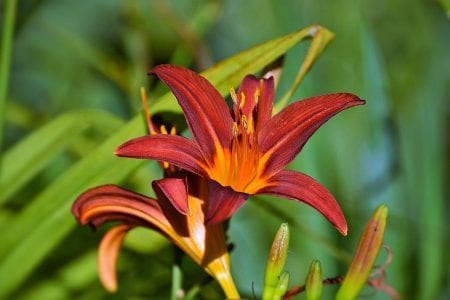 Primer plano de un lirio rojo en el jardín