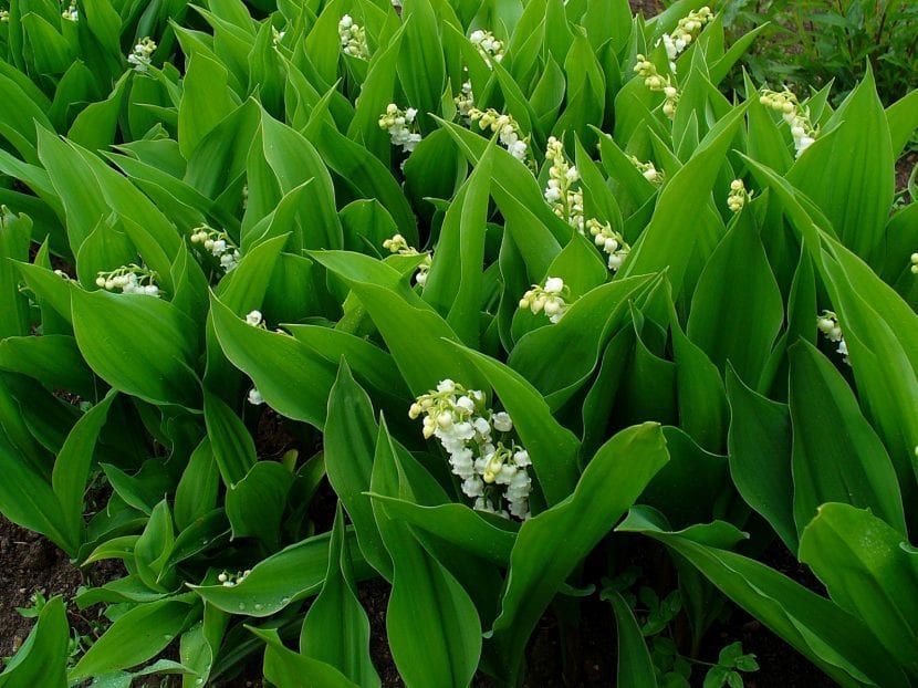 Mata de Convallaria majalis en el suelo de un bosque umbrío