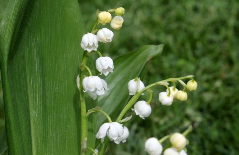 Lirio del valle en flor con sus campanillas blancas colgantes