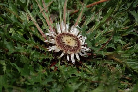 Carlina acaulis creciendo en un suelo pedregoso de montaña