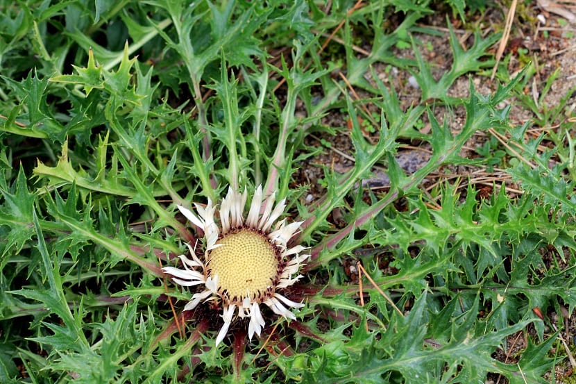 Carlina acaulis: el cardo higrómetro y su raíz medicinal