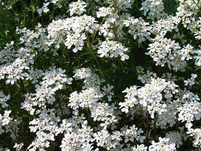 Mata de Iberis amara o carraspique blanco en floración