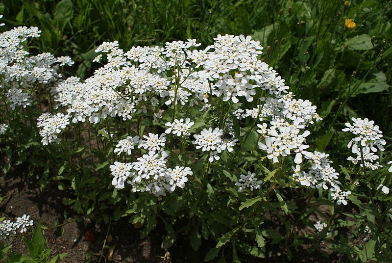 Detalle de las flores blancas de Iberis amara