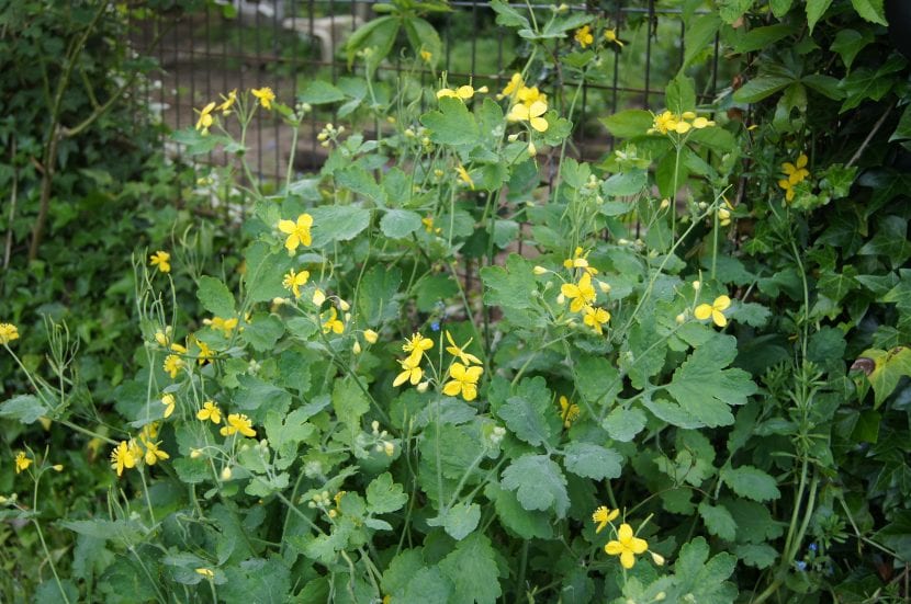 Mata de celidonia, Chelidonium majus, con sus flores amarillas de cuatro pétalos
