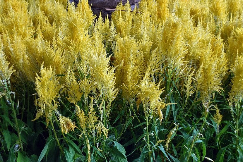 Celosía plumosa de flor amarilla en un macizo soleado