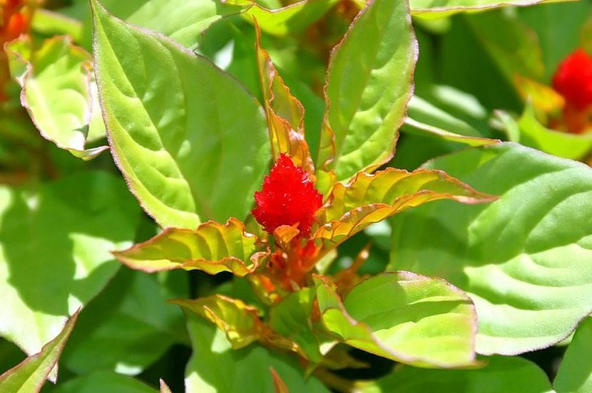 Celosía plumosa en flor con penachos de color rojo intenso