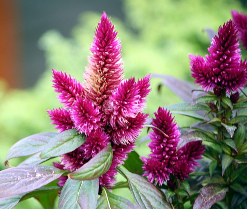 Celosía plumosa: cuidados, siembra y floración