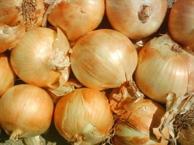 Cebolla ornamental del género Allium en flor