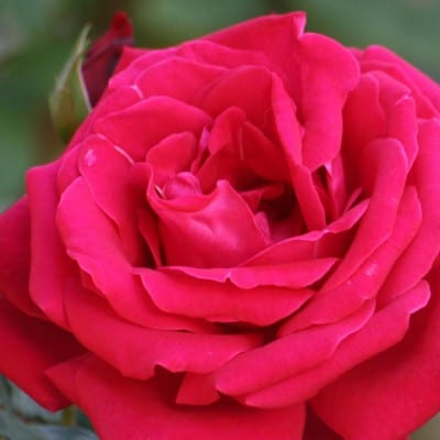 Rosa abierta en un rosal de jardín