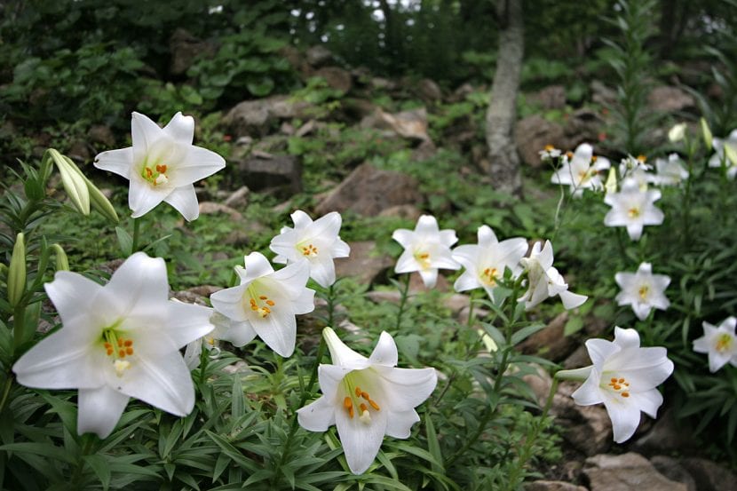 Lilium longiflorum con sus flores blancas en forma de trompeta