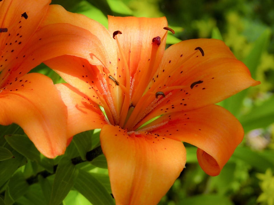 Clases de lirios: especies de Lilium y cómo elegirlas