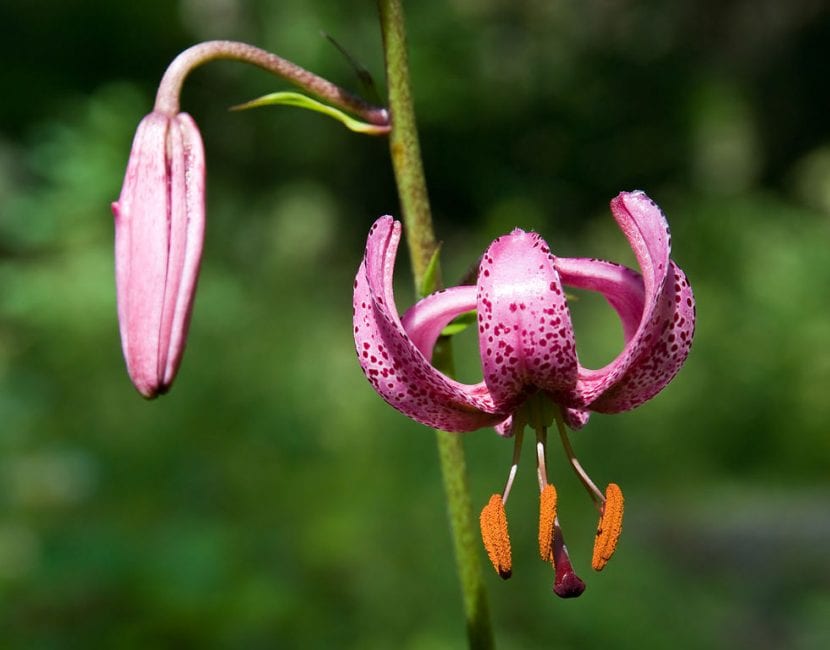 Lilium martagon con flores colgantes en forma de turbante