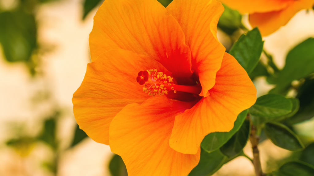 Hibisco de flor anaranjada con el centro rojo