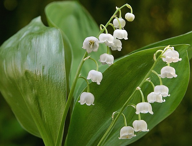 Lirio de los valles con flores blancas acampanadas