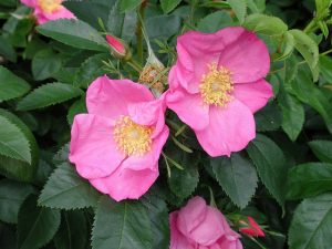 Rosa virginiana cuidados
