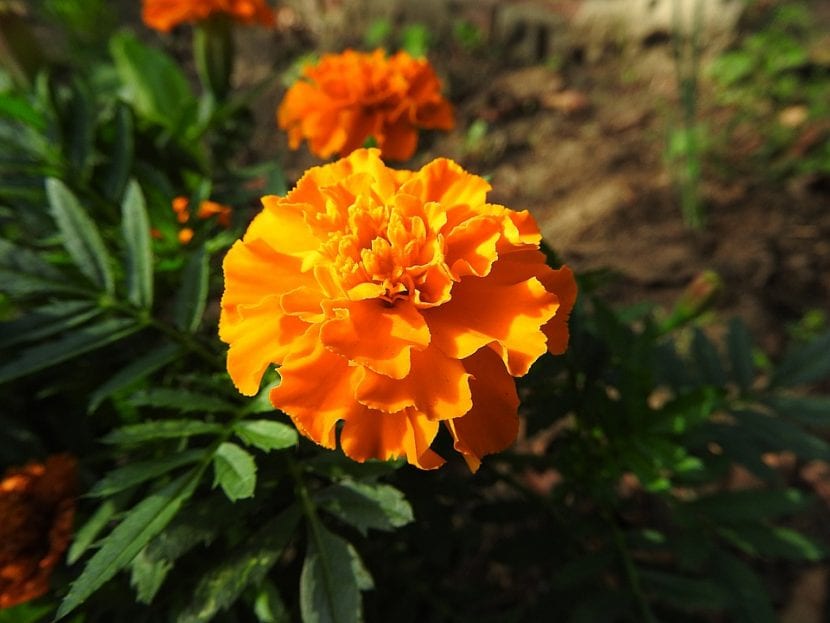 Mata de clavel chino o tagete en flor