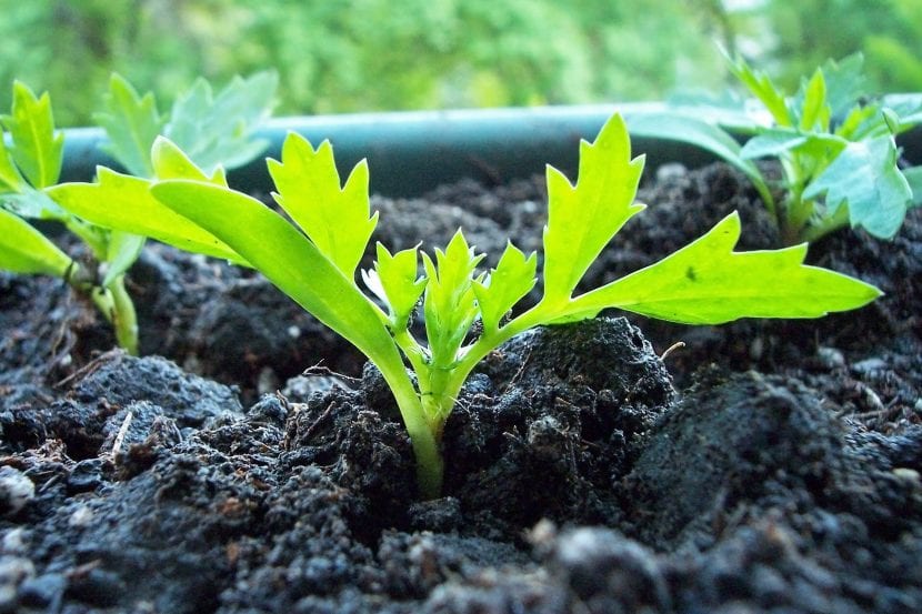 Plántula de tagetes recién nacida en semillero
