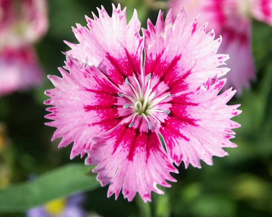Flores de clavel chino de pétalos dentados