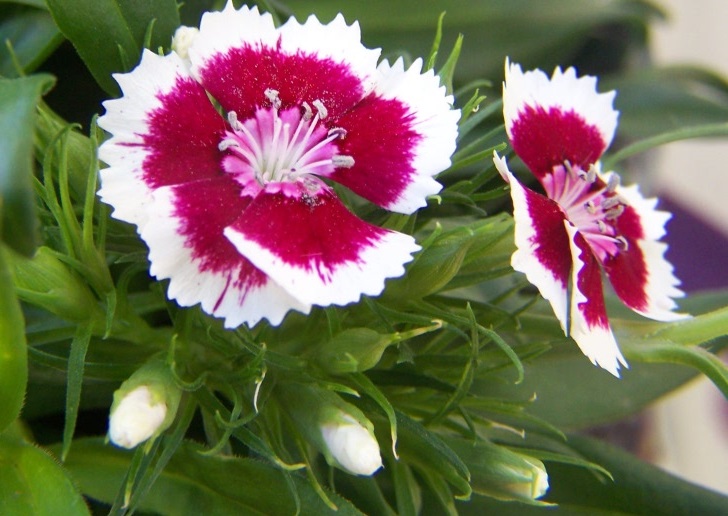 Ramilletes de clavel del poeta en flor