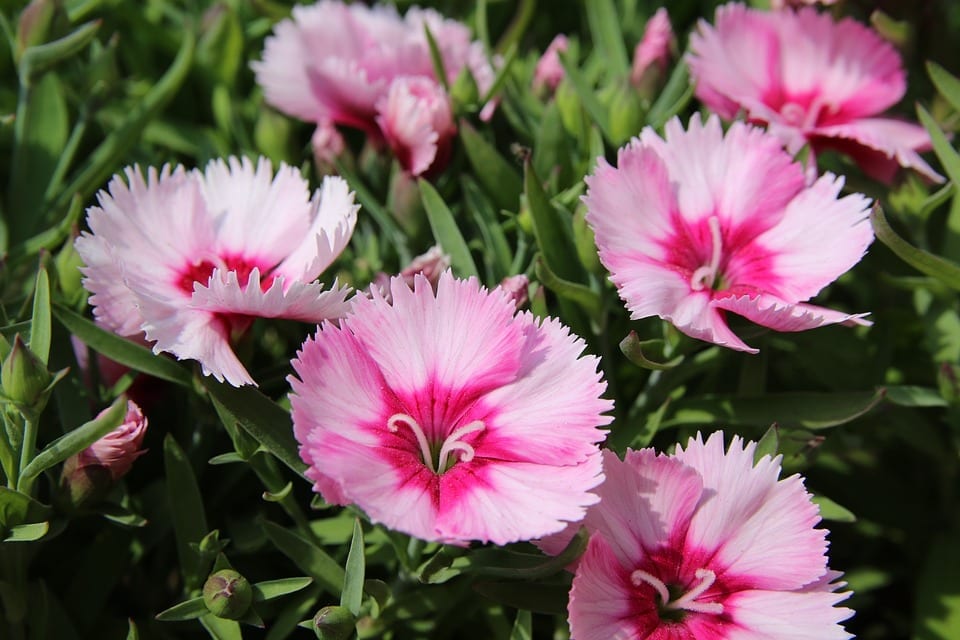 Clavel: cuidados, esquejes, plagas y variedades de Dianthus
