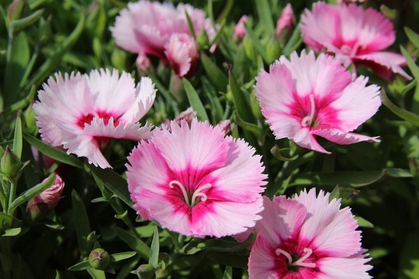 Mata de Dianthus en plena floración en el jardín