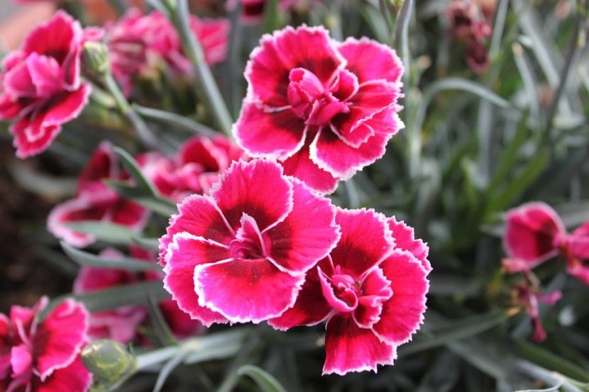 Clavel rojo en plena floración