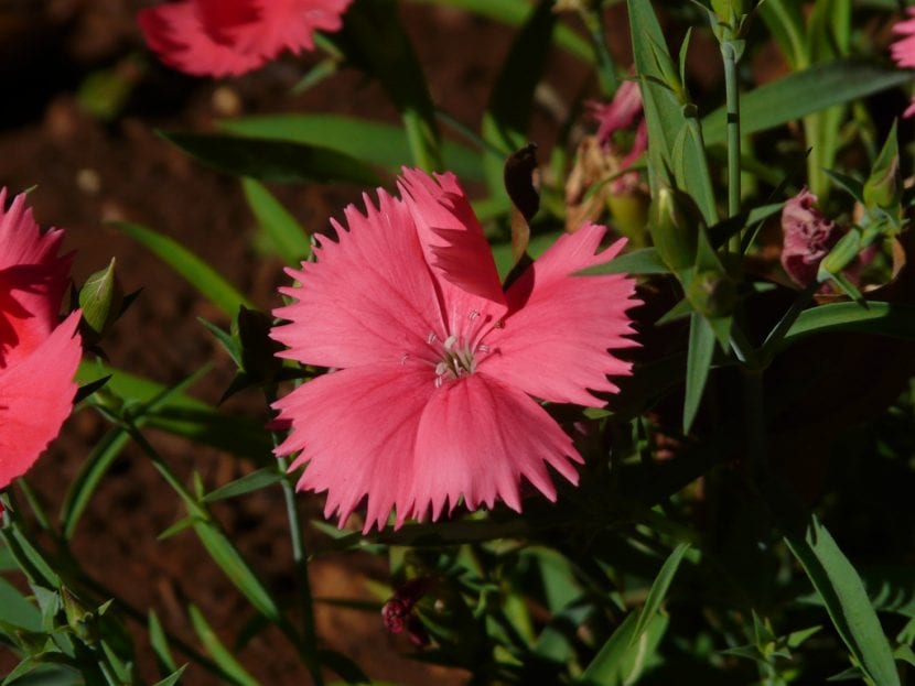 Mata de clavelina en flor con pétalos dentados