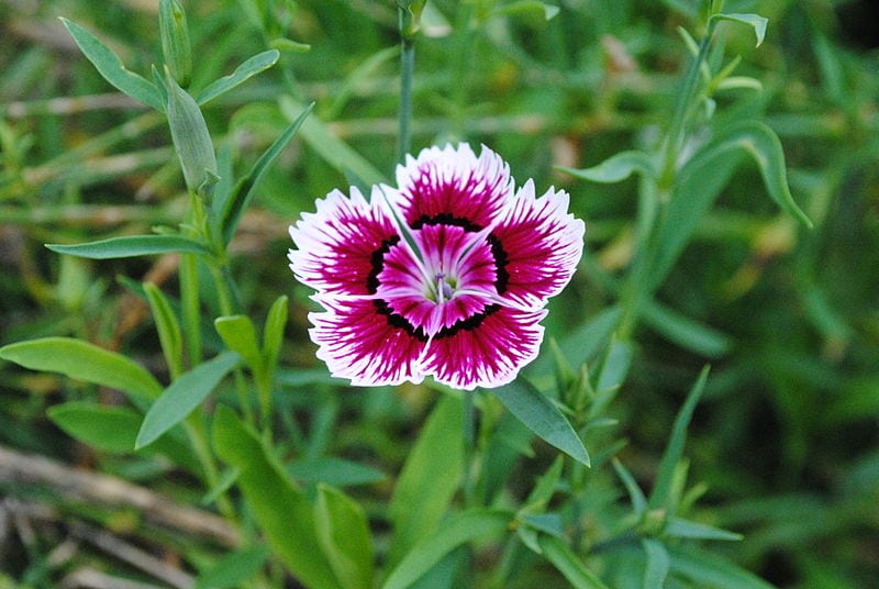 Clavelina: cultivo, riego, poda y plagas paso a paso