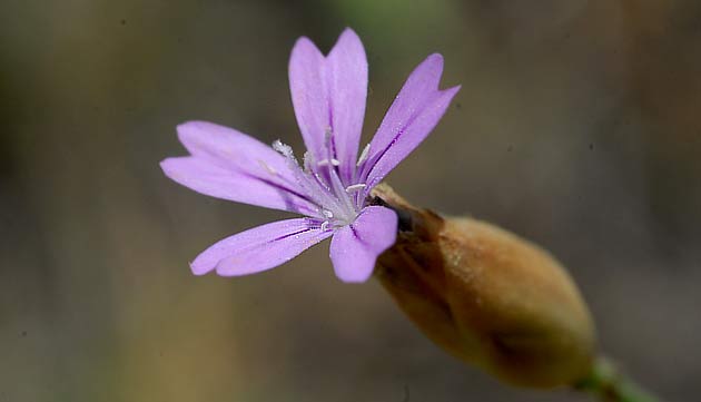 Flor de Petrorhagia nanteuilii saliendo de su cabezuela de bracteas secas