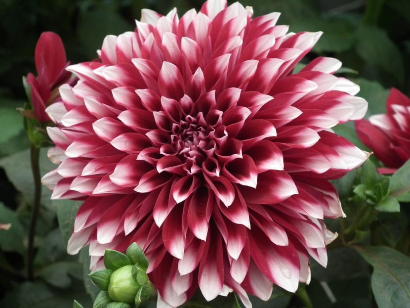 Dalia en plena floración