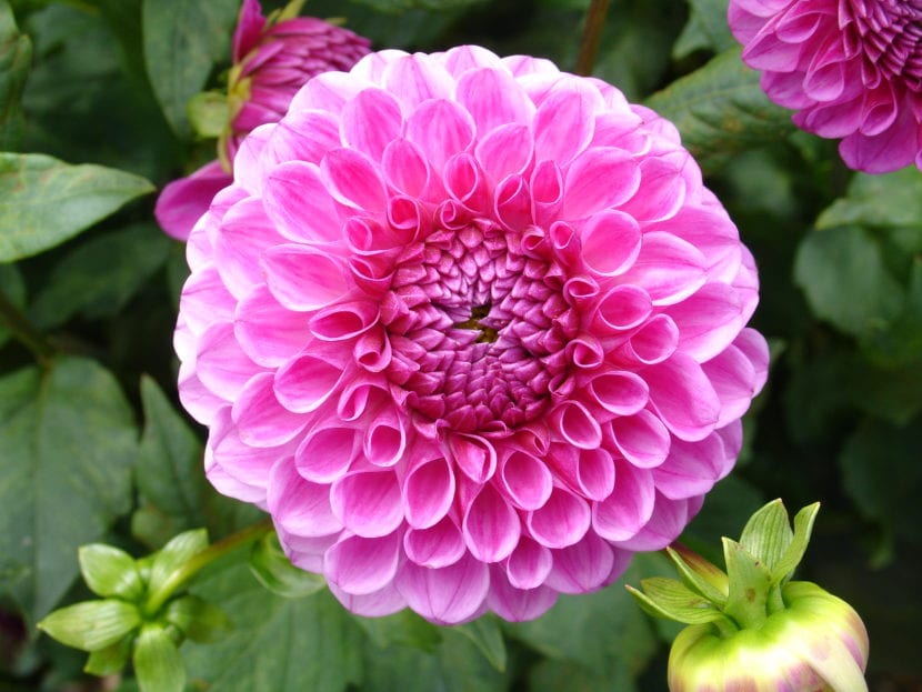 Dalia rosa en un macizo de jardín