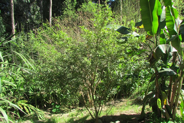 Cómo conservar la flor de pascua de un año para otro