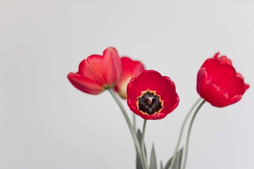 Florero de cristal con tulipanes rojos recién cortados