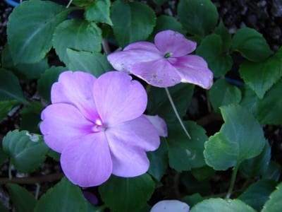 Alegría del hogar en flor