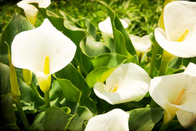 Calas blancas en flor