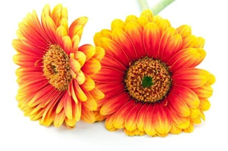 Gerbera de tallo hueco en agua