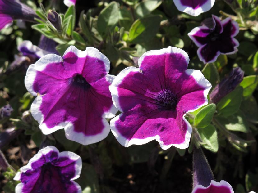 Petunias en flor de varios colores