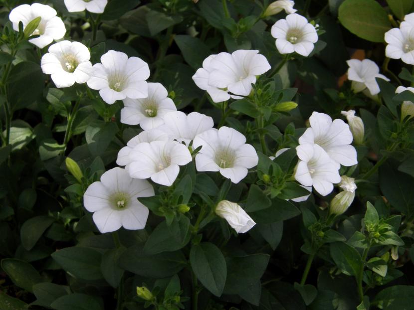 Surfinia de flor blanca en plena floración