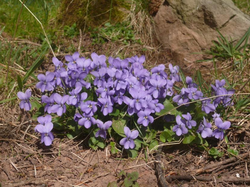 Flores de Viola odorata, la violeta de olor